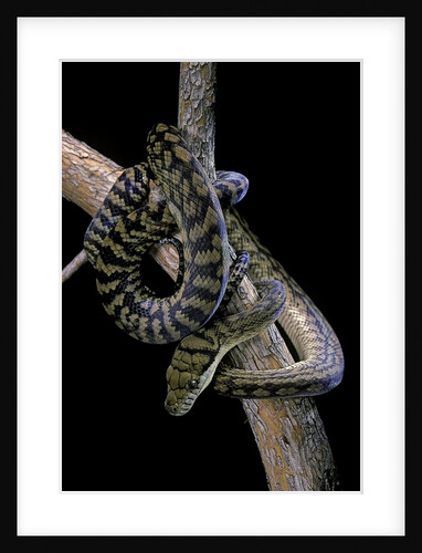 Morelia amethistina (amethyst python) by Anonymous