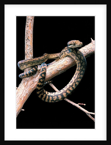 Morelia amethistina (amethyst python) by Anonymous