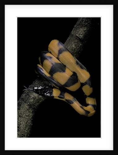 Bothrochilus boa (Bismarck ringed python) by Anonymous