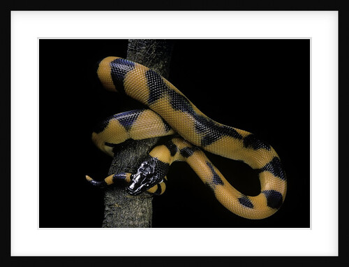 Bothrochilus boa (Bismarck ringed python) by Anonymous