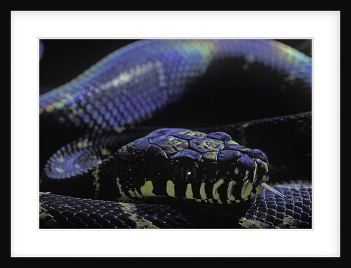 Morelia boeleni (black python) by Anonymous