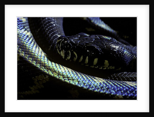 Morelia boeleni (black python) by Anonymous