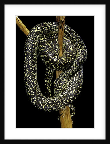 Morelia spilota (carpet python) by Anonymous