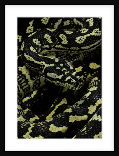 Morelia spilota cheynei (jungle carpet python) by Anonymous