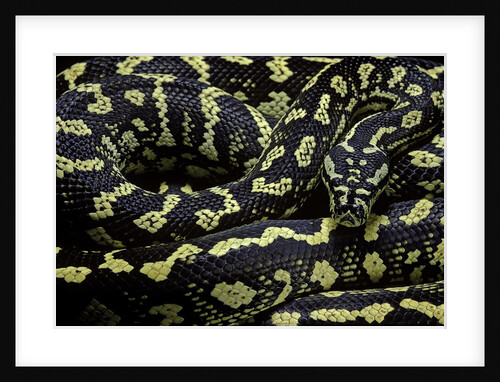 Morelia spilota cheynei (jungle carpet python) by Anonymous