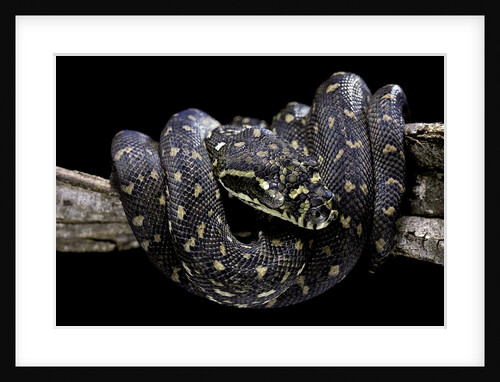 Morelia spilota spilota (diamand python) by Anonymous