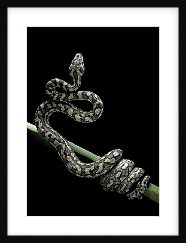 Morelia spilota variegata (North-western carpet python) by Anonymous