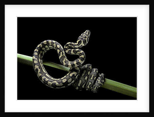 Morelia spilota variegata (North-western carpet python) by Anonymous