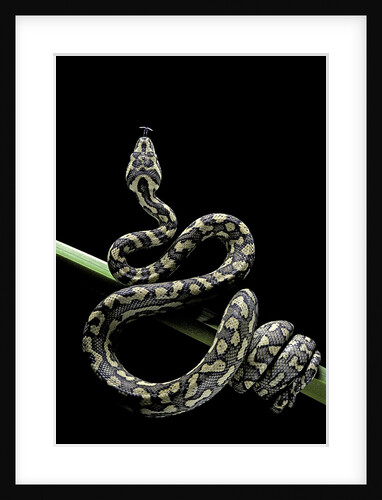 Morelia spilota variegata (North-western carpet python) by Anonymous