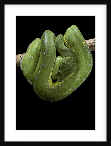 Morelia viridis (green tree python) by Anonymous