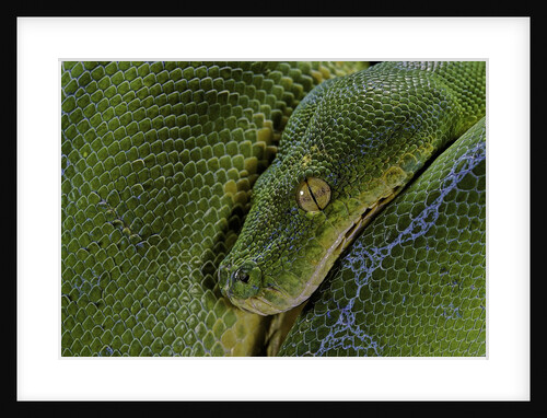 Morelia viridis (green tree python) by Anonymous