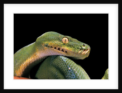 Morelia viridis (green tree python) by Anonymous