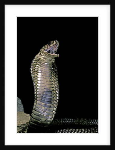 Naja haje (egyptian cobra) by Anonymous