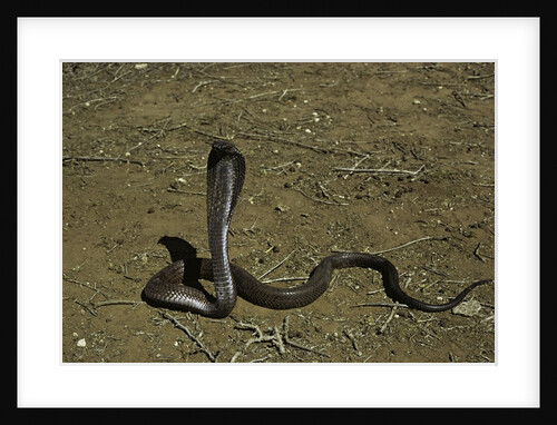 Naja haje (egyptian cobra) by Anonymous