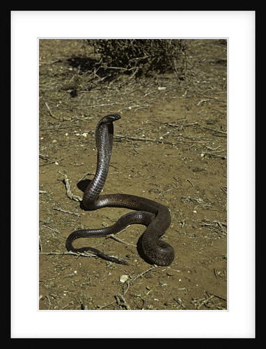 Naja haje (egyptian cobra) by Anonymous