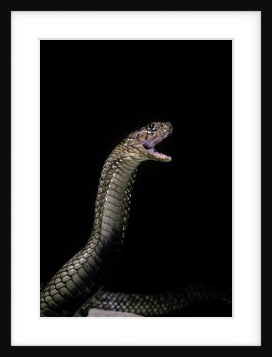 Naja haje (egyptian cobra) by Anonymous