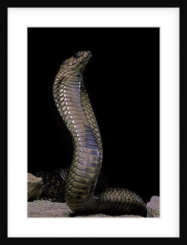 Naja haje (egyptian cobra) by Anonymous