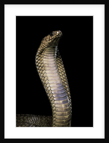 Naja haje (egyptian cobra) by Anonymous