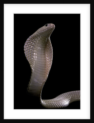 Naja kaouthia (monocled cobra) by Anonymous