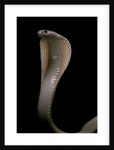 Naja kaouthia (monocled cobra) by Anonymous