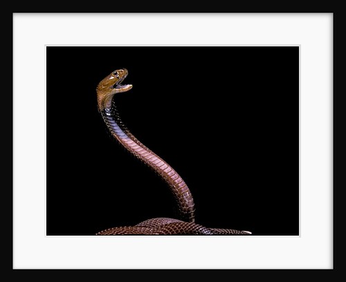 Naja pallida (red spitting cobra) by Anonymous