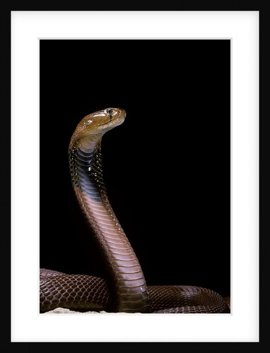 Naja pallida (red spitting cobra) by Anonymous