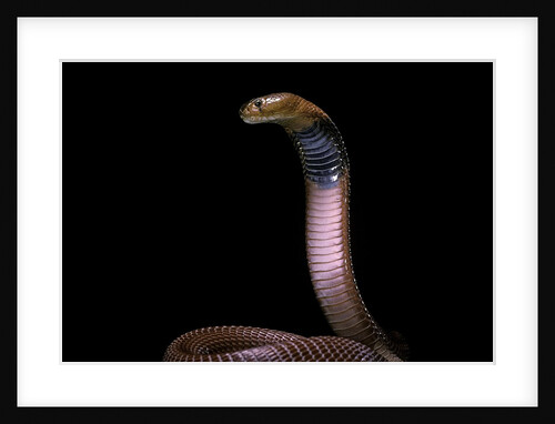 Naja pallida (red spitting cobra) by Anonymous