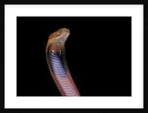Naja pallida (red spitting cobra) by Anonymous
