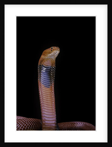 Naja pallida (red spitting cobra) by Anonymous