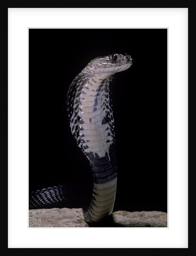 Naja siamensis (Indo-Chinese spitting cobra) by Anonymous