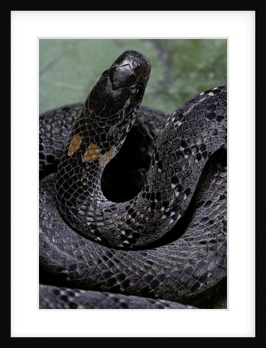 Pareas margaritophorus (Asian snail-eating snake) by Anonymous
