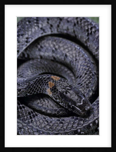 Pareas margaritophorus (Asian snail-eating snake) by Anonymous
