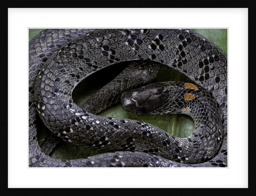 Pareas margaritophorus (Asian snail-eating snake) by Anonymous