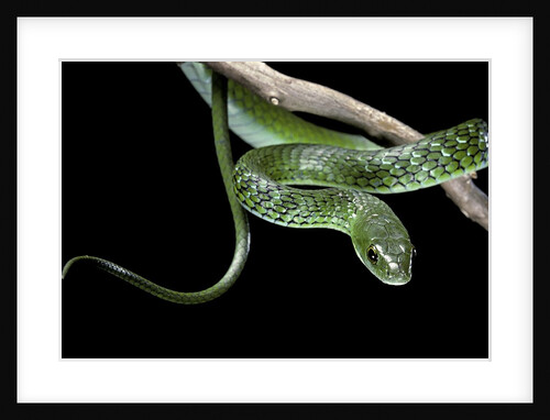 Philothamnus angolensis (green bush snake) by Anonymous