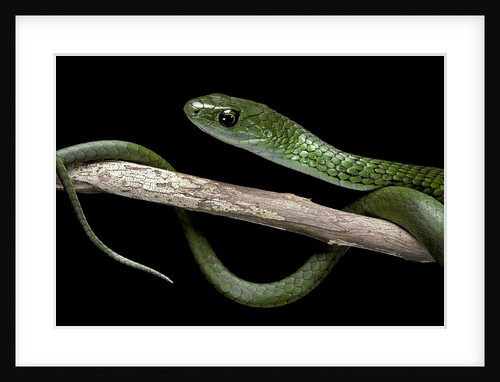 Philothamnus angolensis (green bush snake) by Anonymous