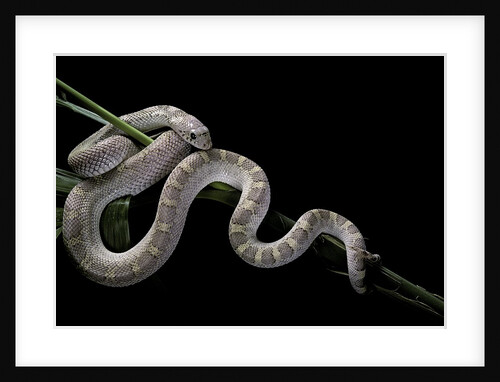 Pituophis melanoleucus mugitus (pine snake) by Anonymous