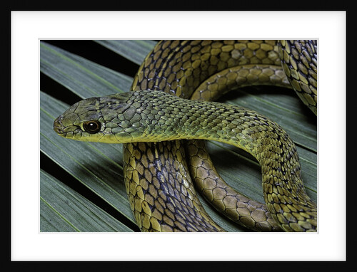 Psammophis sibilans (striped sand racer) by Anonymous