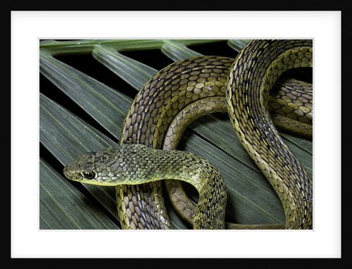 Psammophis sibilans (striped sand racer) by Anonymous