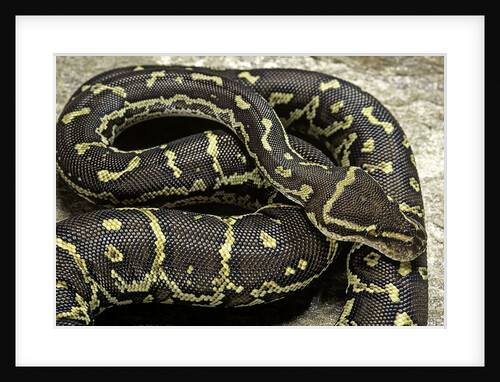 Python anchietae (angolan python) by Anonymous