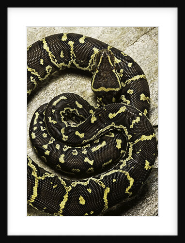 Python anchietae (angolan python) by Anonymous
