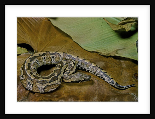 Python brongersmai (curtus) (red blood python) by Anonymous
