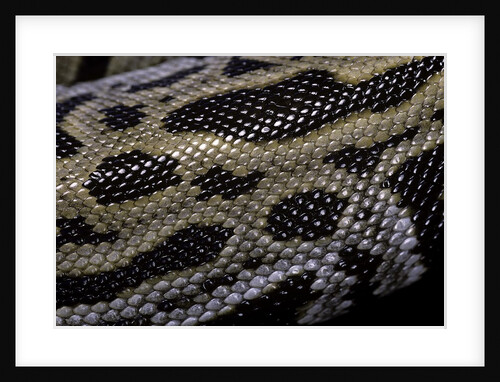 Python molurus bivittatus f. labyrinth by Anonymous