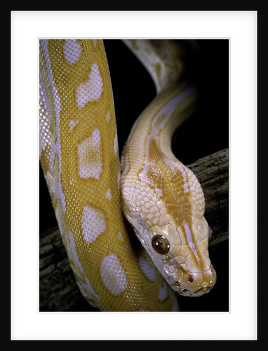 Python molurus bivittatus f. labyrinth albino by Anonymous