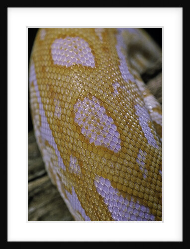 Python molurus bivittatus f. labyrinth albino by Anonymous