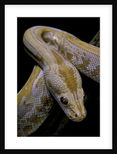Python molurus bivittatus f. labyrinth albino by Anonymous