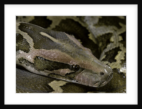 Python molurus molurus (Asiatic rock python) by Anonymous