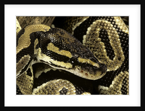 Python regius (royal python, ball python) by Anonymous