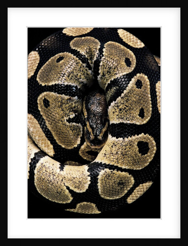 Python regius (royal python, ball python) by Anonymous