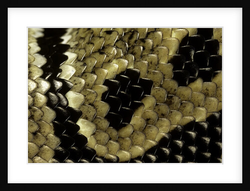 Python regius (royal python, ball python) - scales by Anonymous