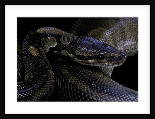 Python regius f. melanistic (royal python, ball python) by Anonymous